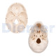 Anatomical Skull 3 Parts White